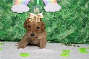 Ellie - Goldendoodle, Mini for sale