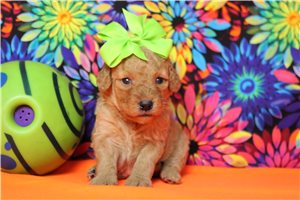 Pablo - puppy for sale