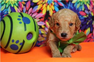 Ashton - Goldendoodle, Mini for sale