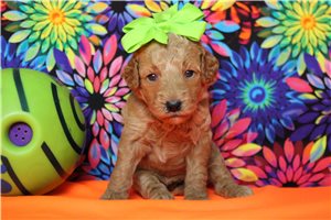 India - puppy for sale