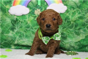 Elijah - Goldendoodle, Mini for sale