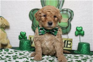 Enzo - Goldendoodle, Mini for sale