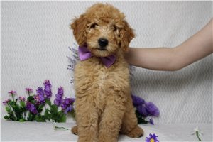 Jerry - Goldendoodle, Mini for sale