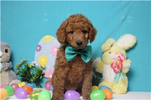 Elijah - Goldendoodle, Mini for sale