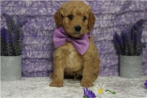 Ashton - Mini Goldendoodle for sale