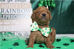 Ethan - Goldendoodle, Mini for sale