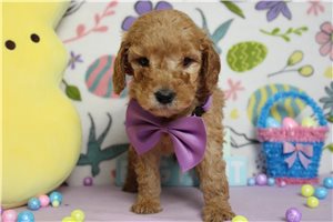 Easton - Goldendoodle, Mini for sale