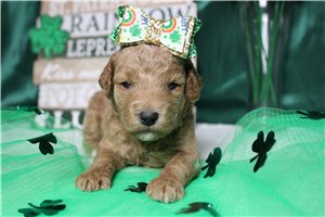 Elizabeth - puppy for sale