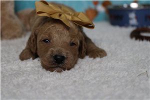 India - Goldendoodle, Mini for sale