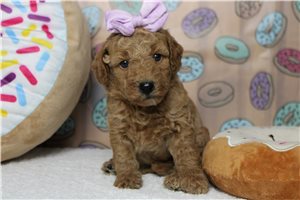 India - puppy for sale