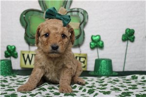 Evelyn - Goldendoodle, Mini for sale
