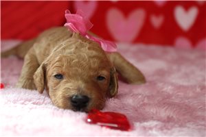 Emily - puppy for sale