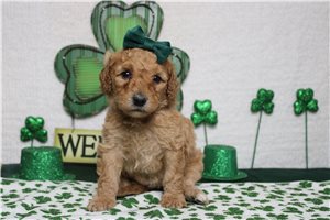 Ellie - Goldendoodle, Mini for sale