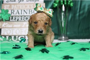 Ellie - puppy for sale