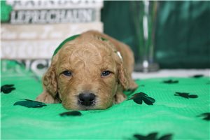 Everett - Goldendoodle, Mini for sale