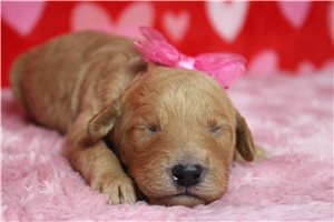 Eleanor - puppy for sale