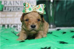 Evelyn - puppy for sale