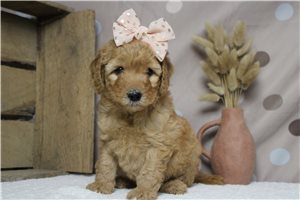 Isla - Mini Goldendoodle for sale