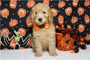 Prancer - Mini Goldendoodle for sale