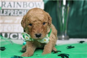 Enzo - puppy for sale