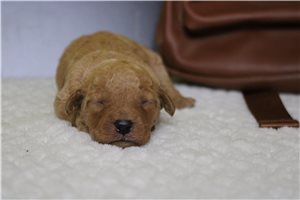 Pablo - Goldendoodle, Mini for sale