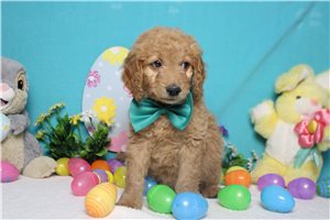 Everett - Goldendoodle, Mini for sale