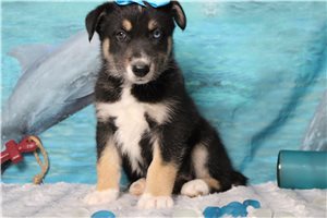 Molly - Mixed/Other for sale