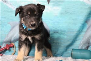 Garrett - Mixed/Other for sale