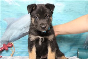 Goose - Mixed/Other for sale