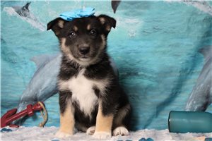 Galilee - Mixed/Other for sale