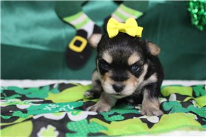 Iris - Morkie / Yorktese for sale