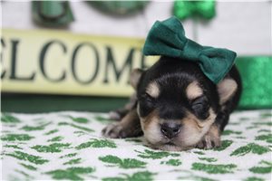 Iris - Morkie / Yorktese for sale