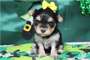 Imogen - Morkie / Yorktese for sale