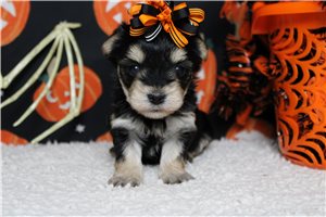 Nema - Morkie / Yorktese for sale