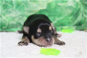 Iris - Morkie / Yorktese for sale