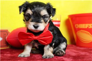 Nixon - Morkie / Yorktese for sale