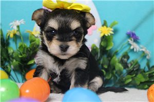 Iris - Morkie / Yorktese for sale