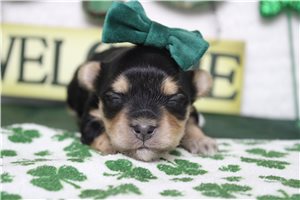 Imogen - Morkie / Yorktese for sale