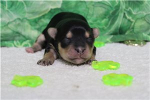 Isabella - puppy for sale