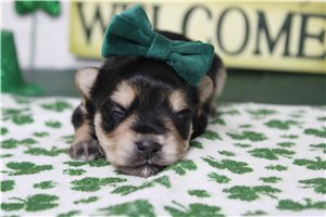 Isabella - Morkie / Yorktese for sale