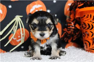 Nixon - Morkie / Yorktese for sale