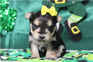 Isabella - Morkie / Yorktese for sale