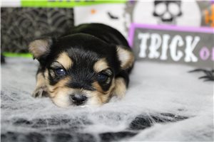 Nixon, a Morkie / Yorktese puppy
