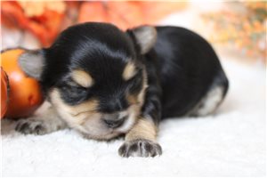 Nixon - Morkie / Yorktese for sale