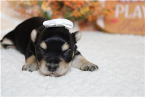 Nema - Morkie / Yorktese for sale