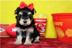 Nema - Morkie / Yorktese for sale