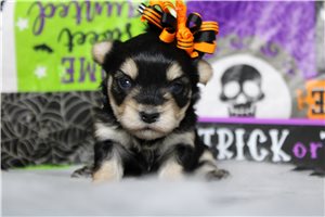 Nema, a Morkie / Yorktese puppy