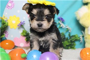Isabella - Morkie / Yorktese for sale