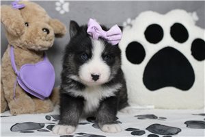 Karla - Pomsky for sale