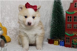 Florence - puppy for sale